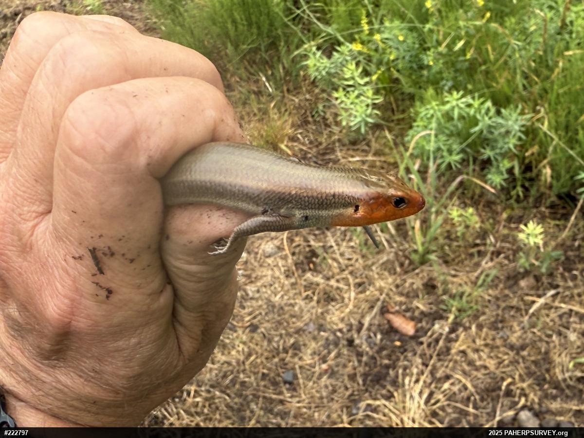 Common Five-lined Skink
