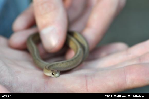 Dekay's Brownsnake