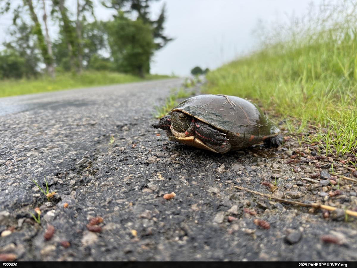 Painted Turtle