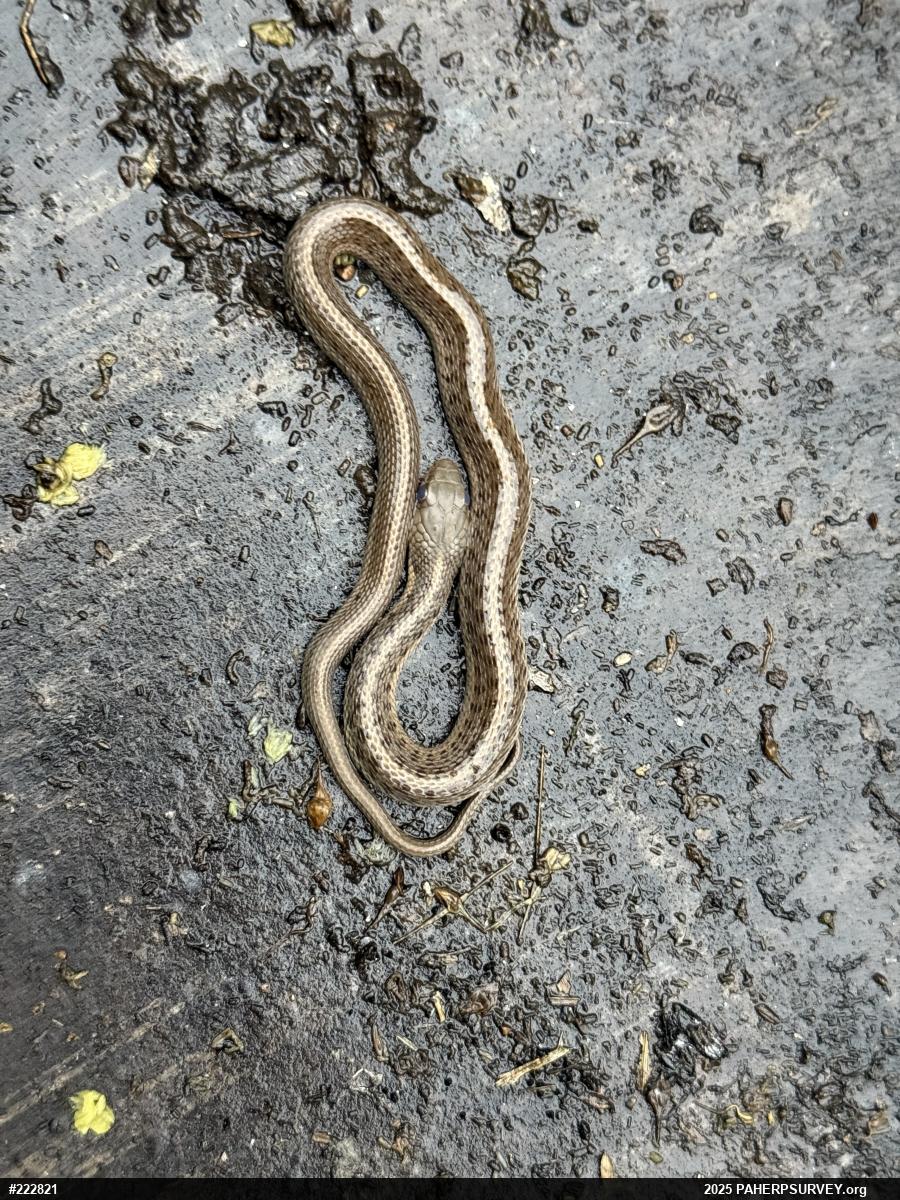 Eastern Gartersnake