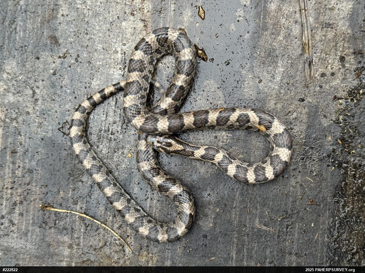 Eastern Milksnake