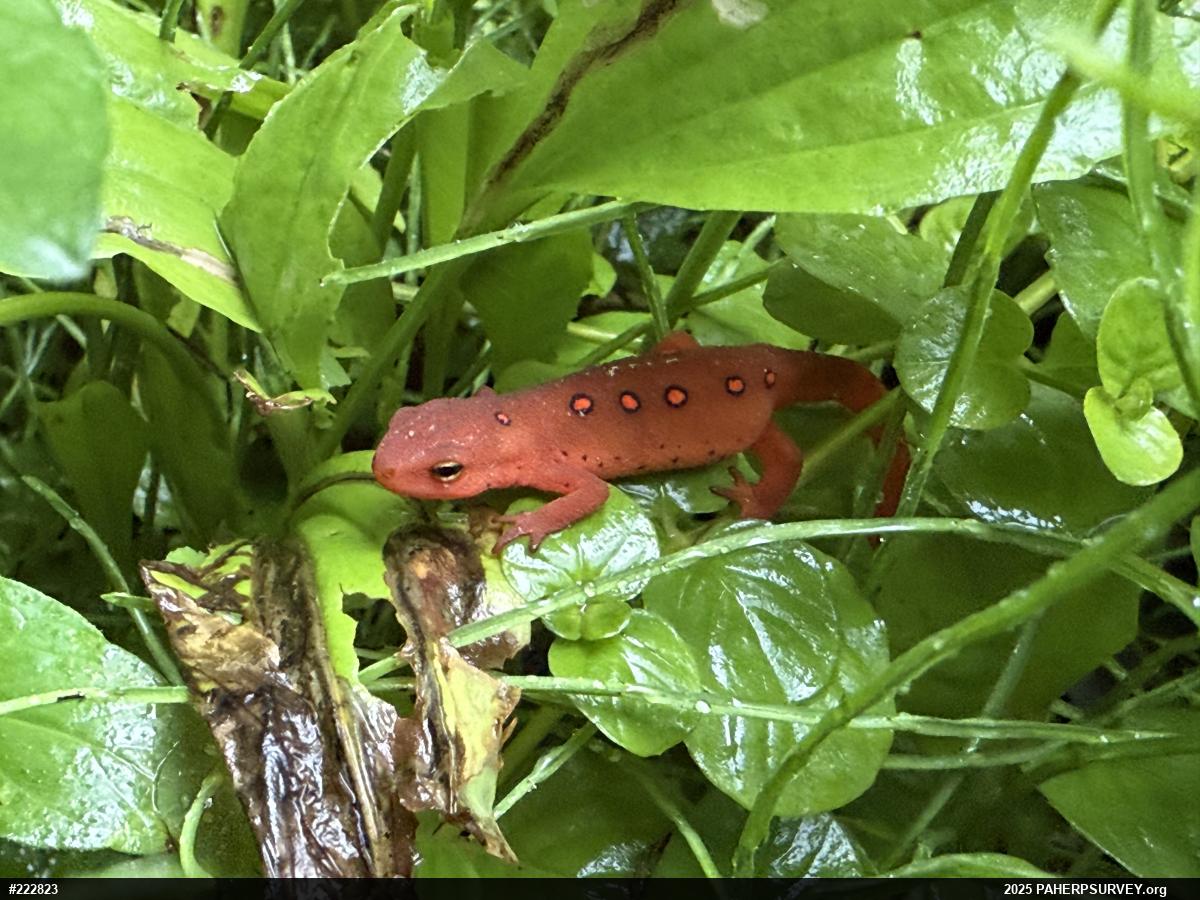 Red-spotted Newt