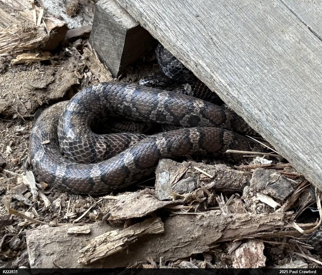 Eastern Milksnake