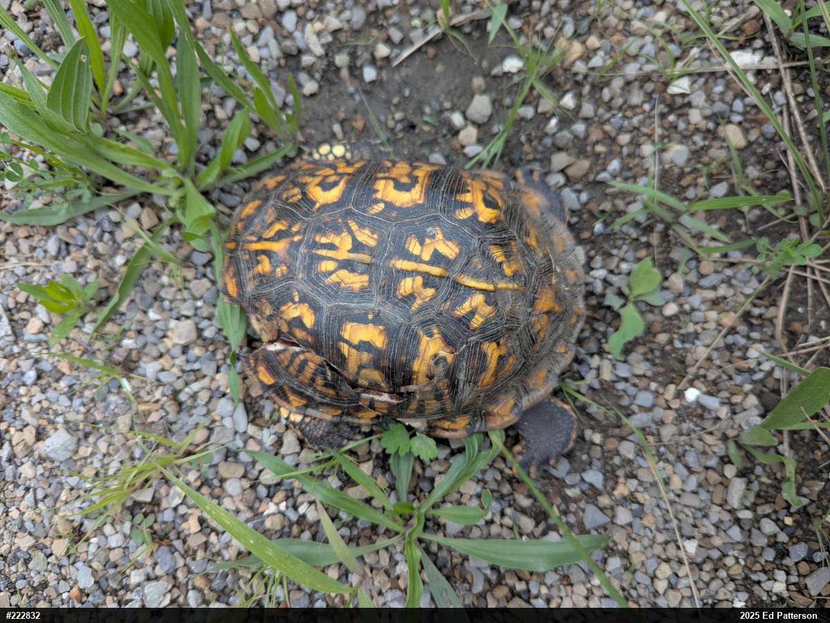 Eastern Box Turtle