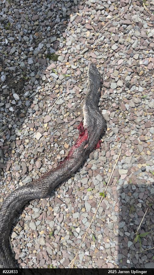 Eastern Ratsnake