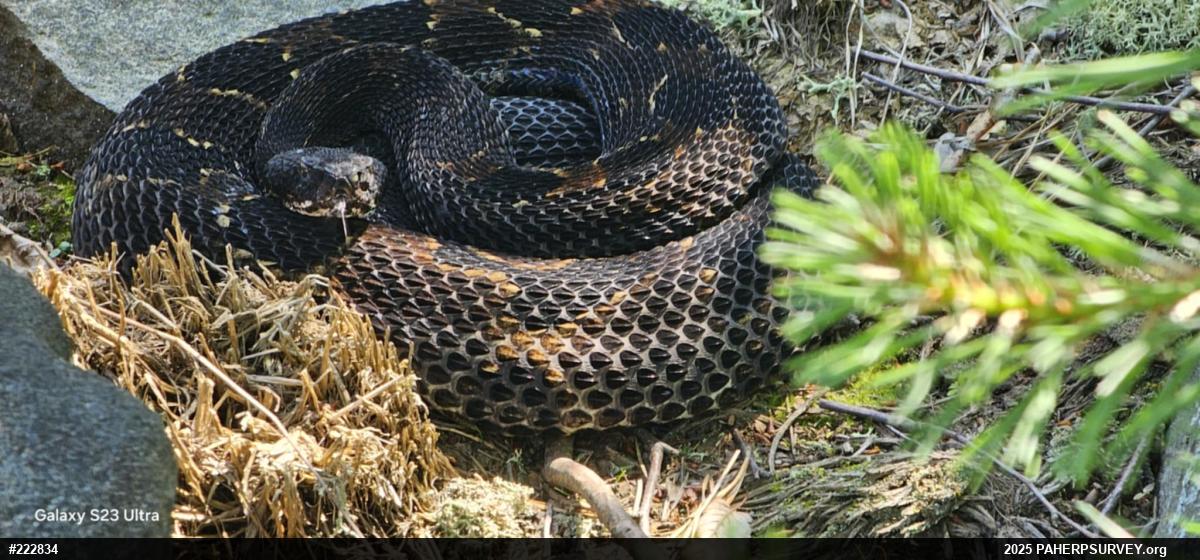 Timber Rattlesnake