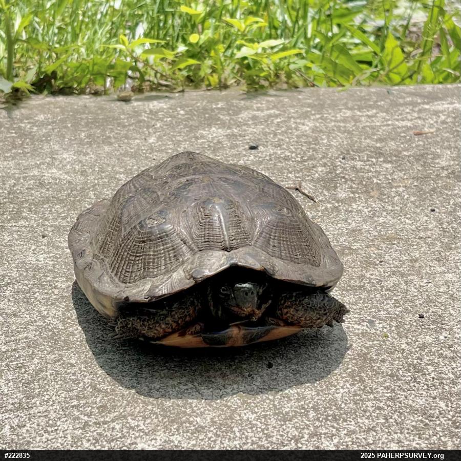Wood Turtle