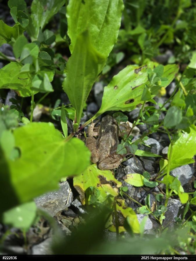 Wood Frog
