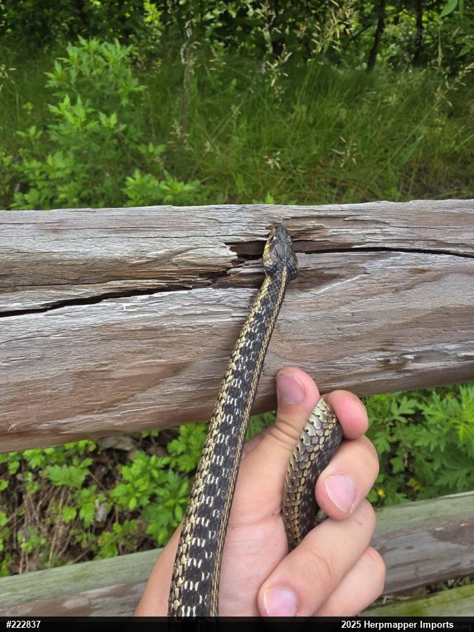 Eastern Gartersnake