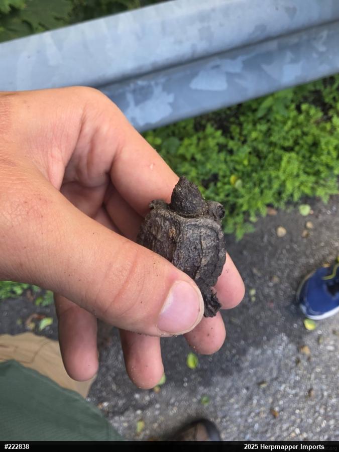 Snapping Turtle
