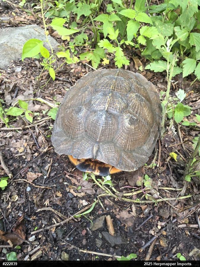 Wood Turtle