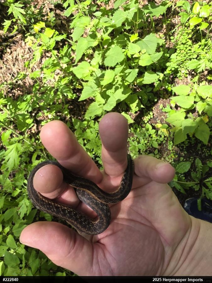Eastern Gartersnake