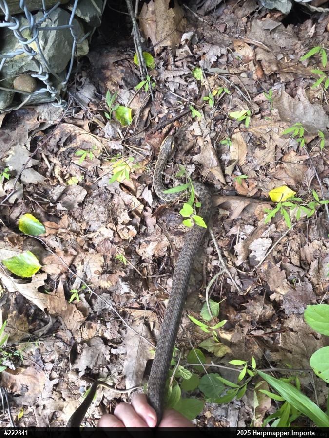 Eastern Gartersnake