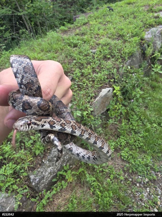 Eastern Milksnake