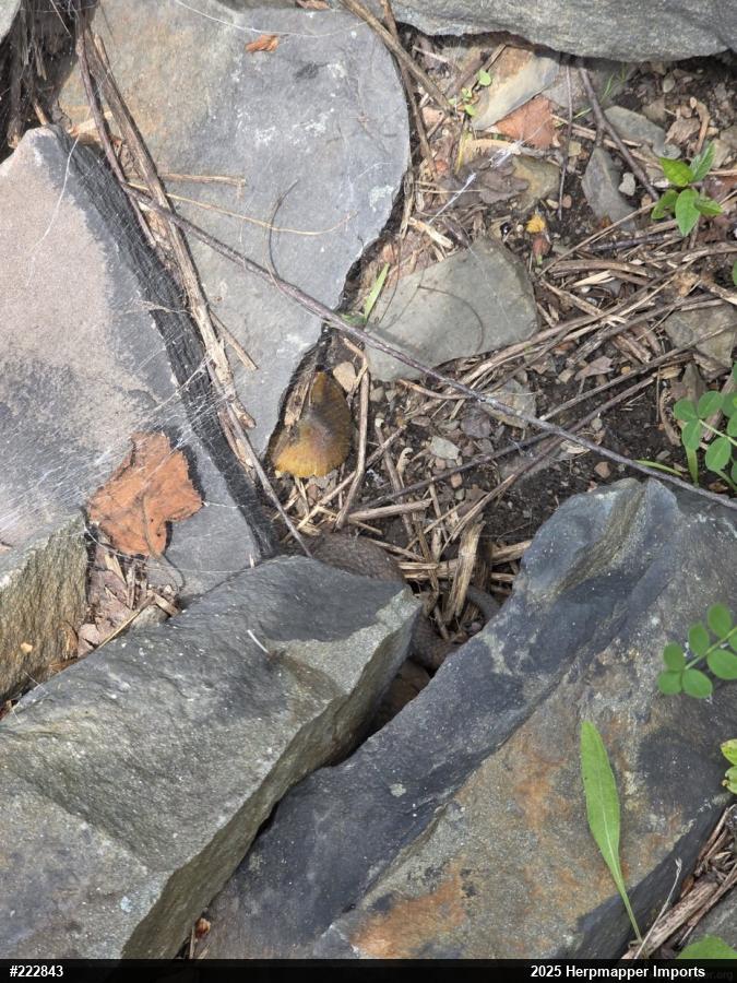 Northern Copperhead