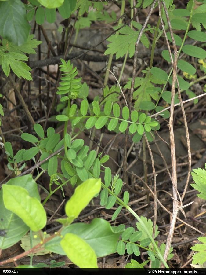 Northern Copperhead
