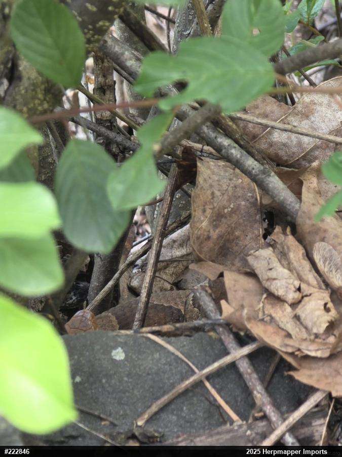 Northern Copperhead