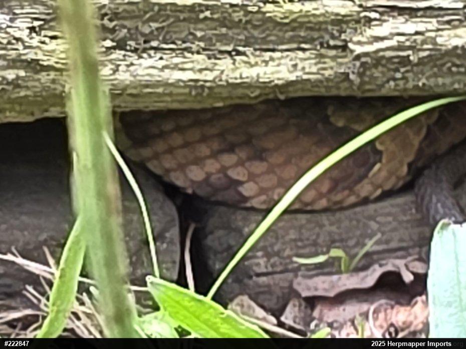 Northern Copperhead