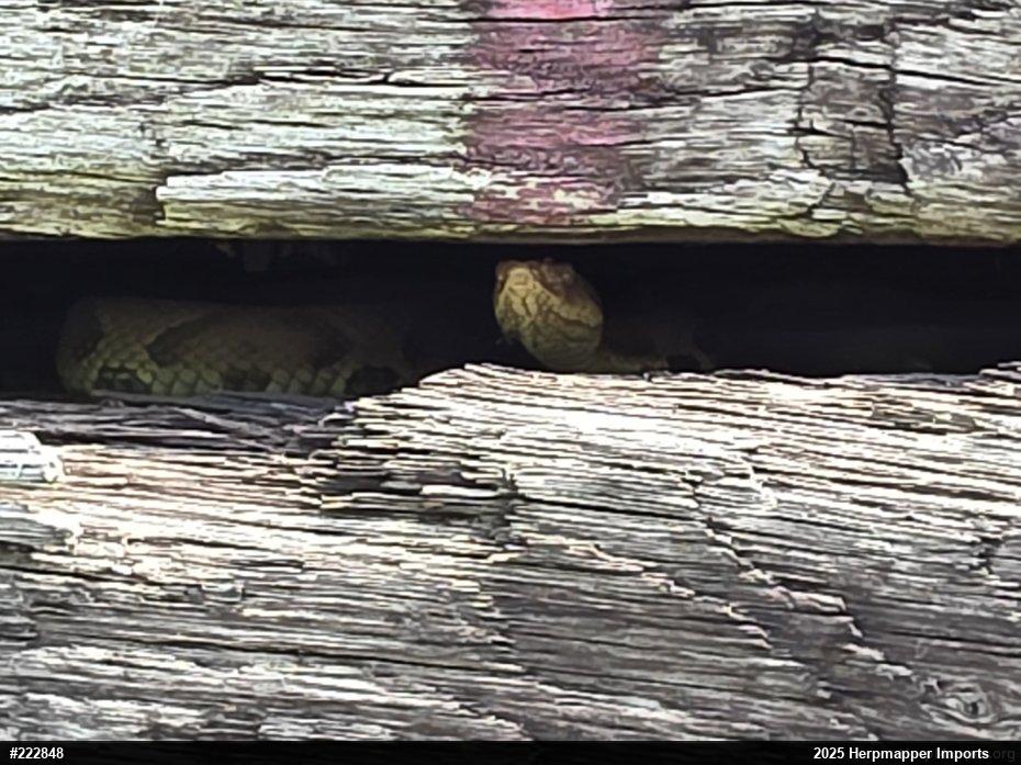 Northern Copperhead
