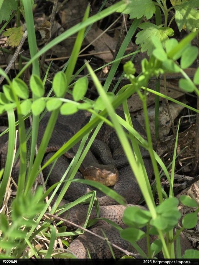 Northern Copperhead