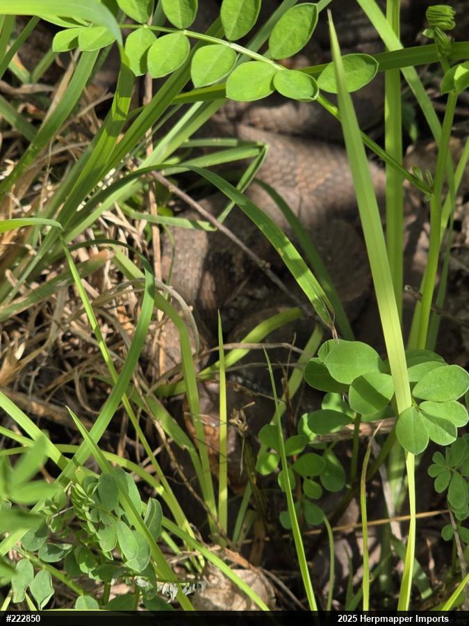 Northern Copperhead