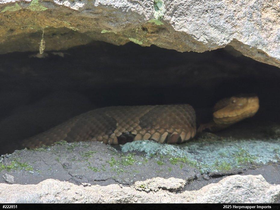 Northern Copperhead