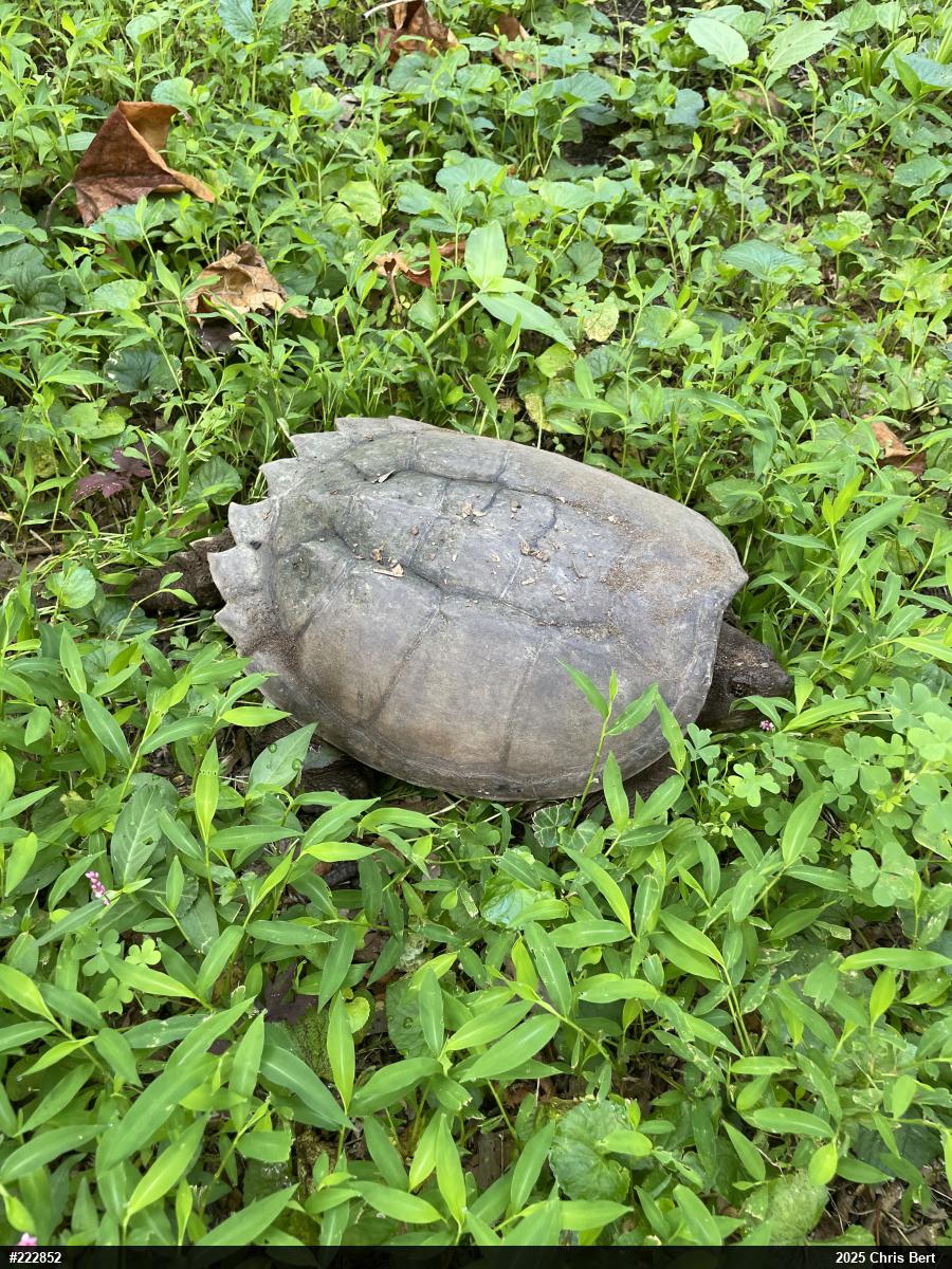 Snapping Turtle
