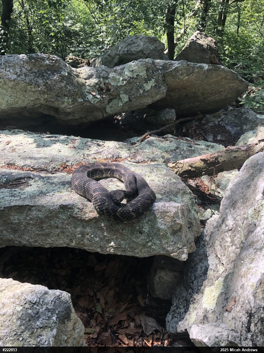 Timber Rattlesnake