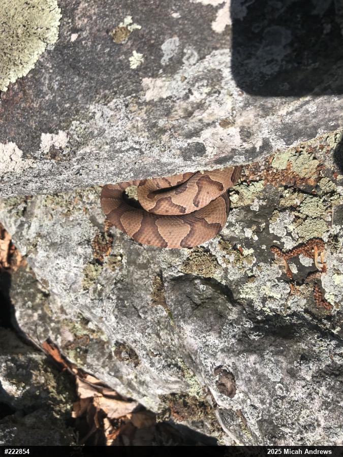 Northern Copperhead