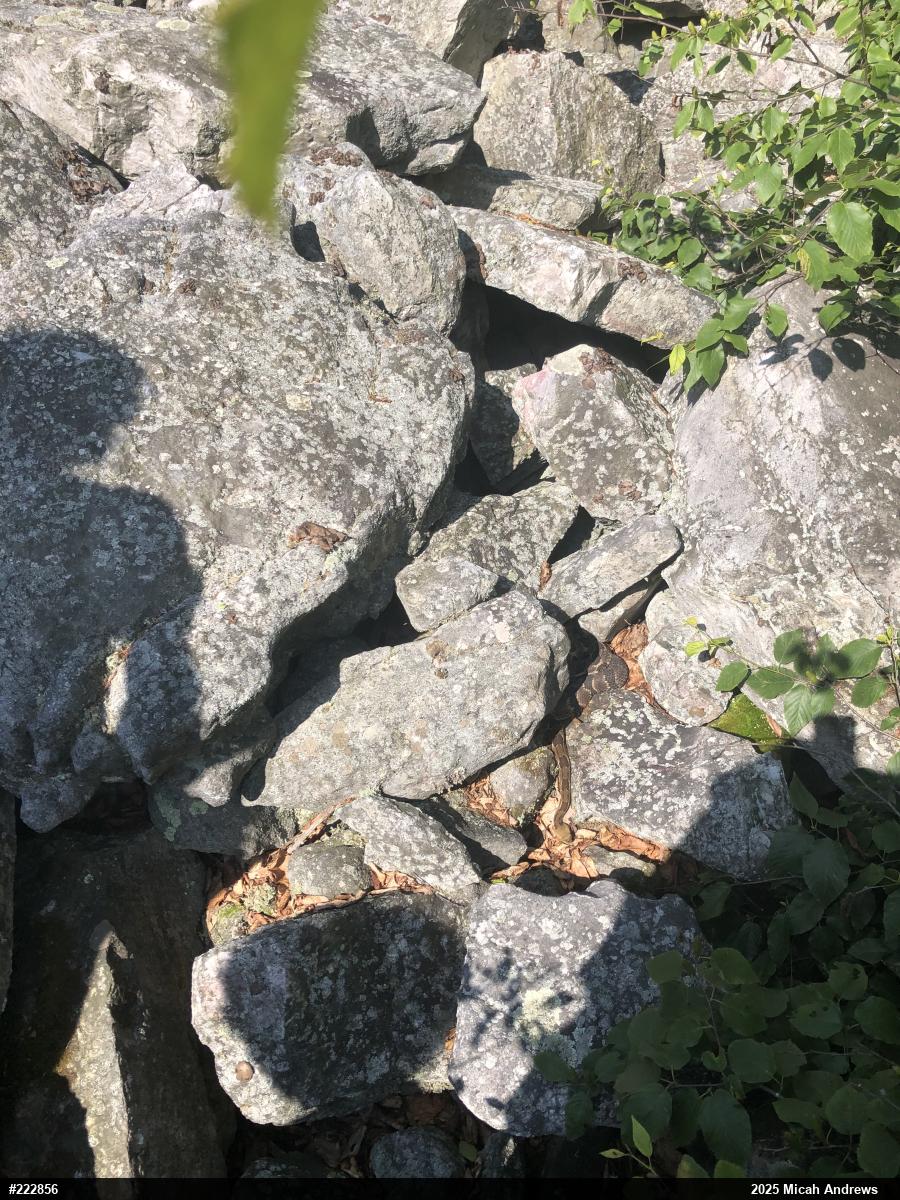 Timber Rattlesnake