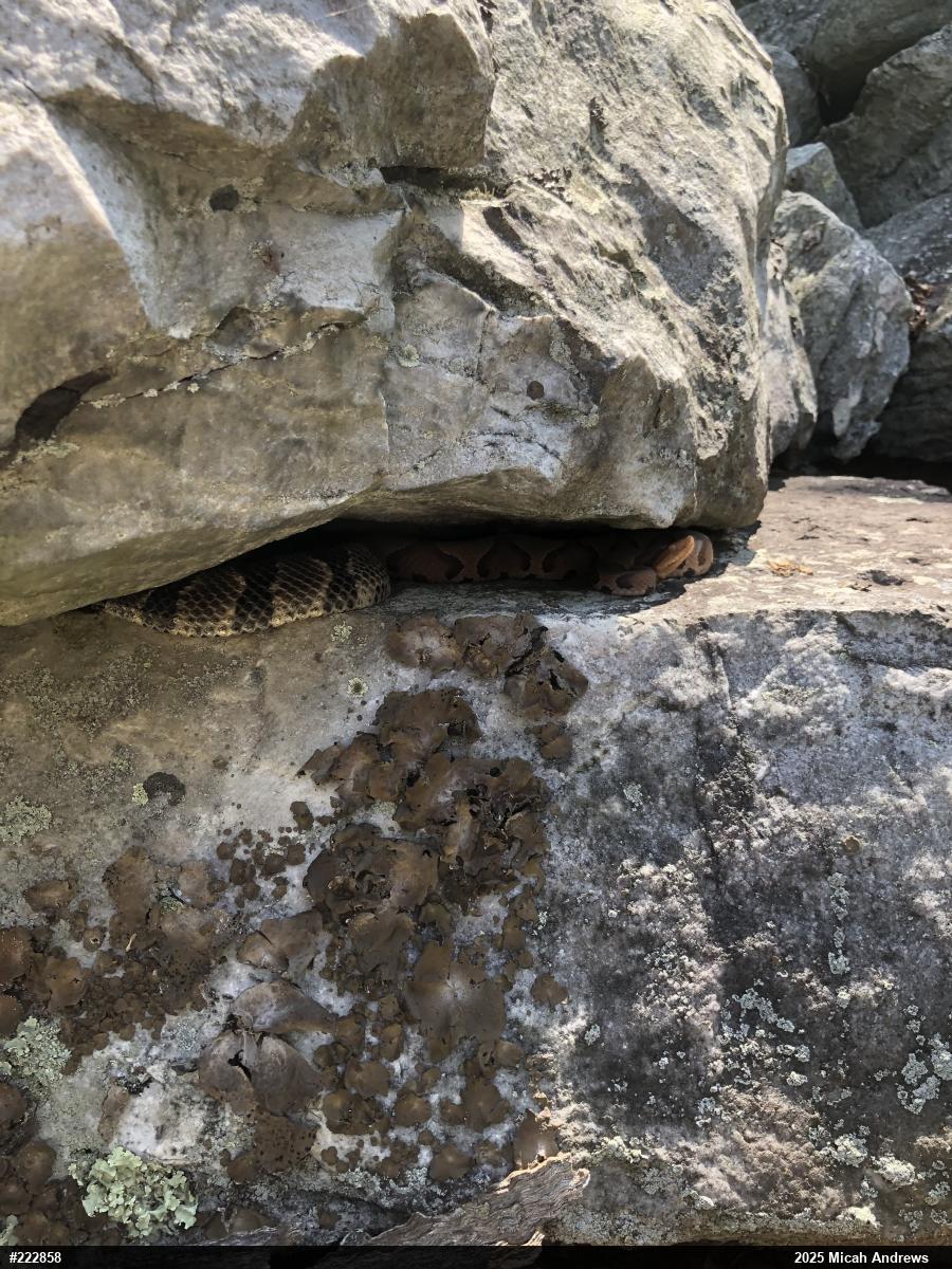 Timber Rattlesnake