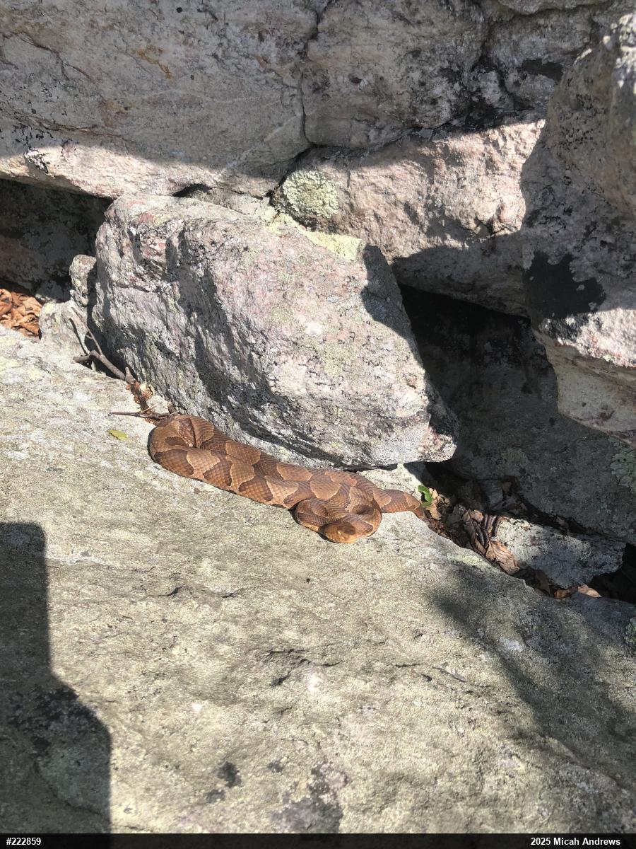 Northern Copperhead