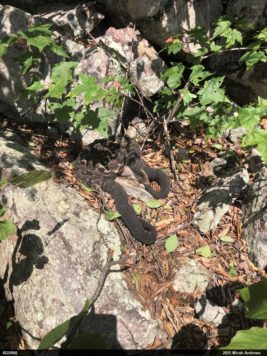 Timber Rattlesnake