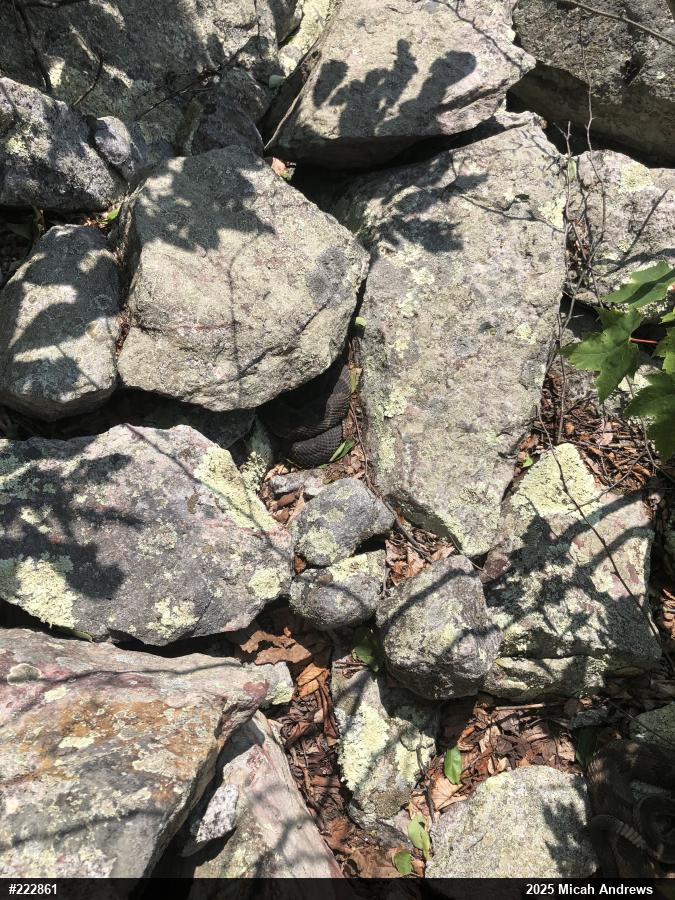 Timber Rattlesnake