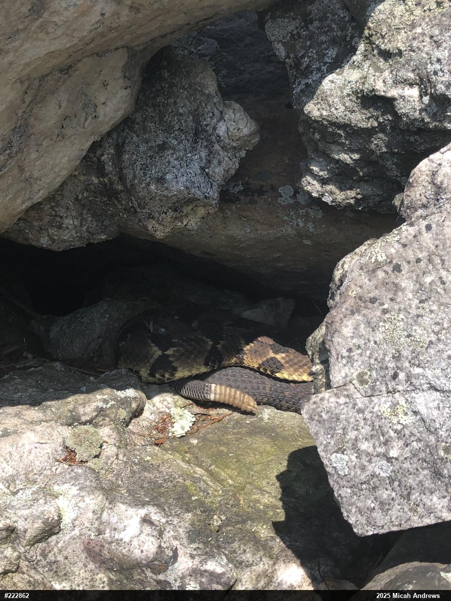 Timber Rattlesnake