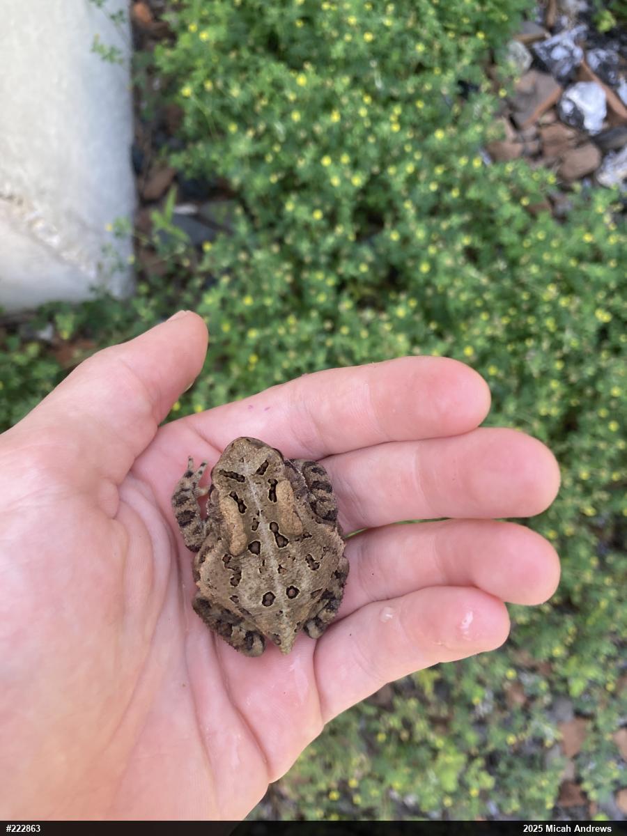 Eastern American Toad