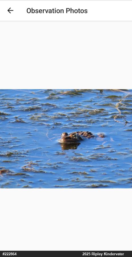 Northern Leopard Frog