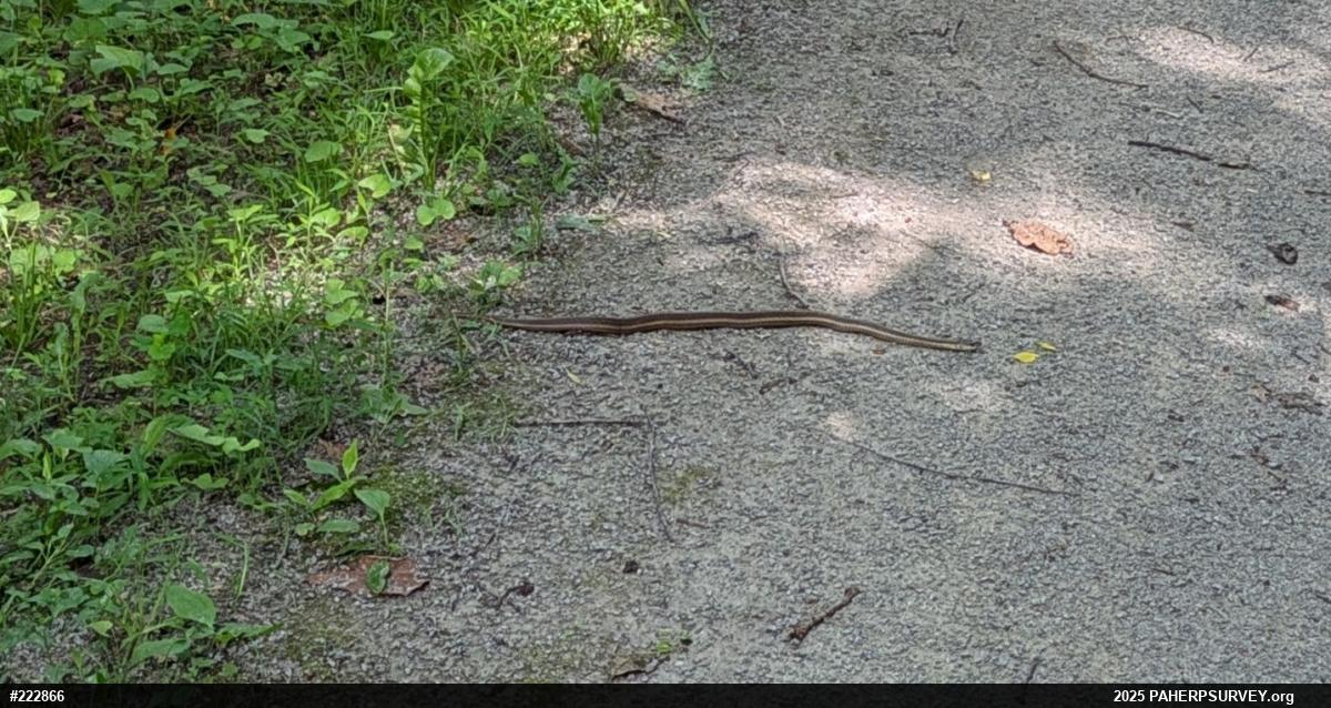 Eastern Gartersnake