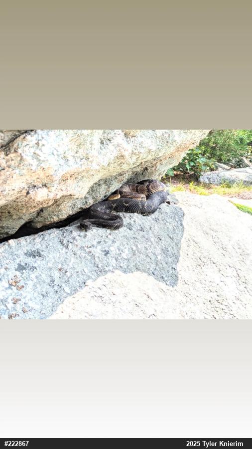 Timber Rattlesnake