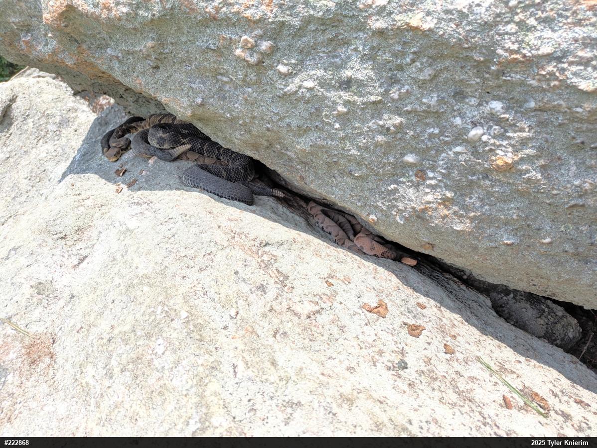 Northern Copperhead