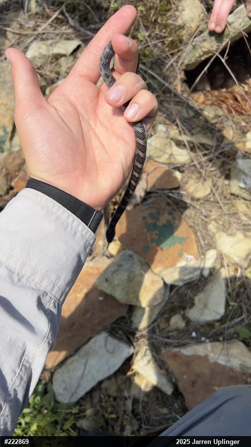 Eastern Milksnake