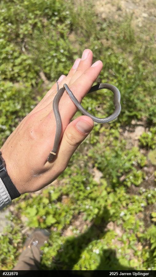 Northern Ring-necked Snake
