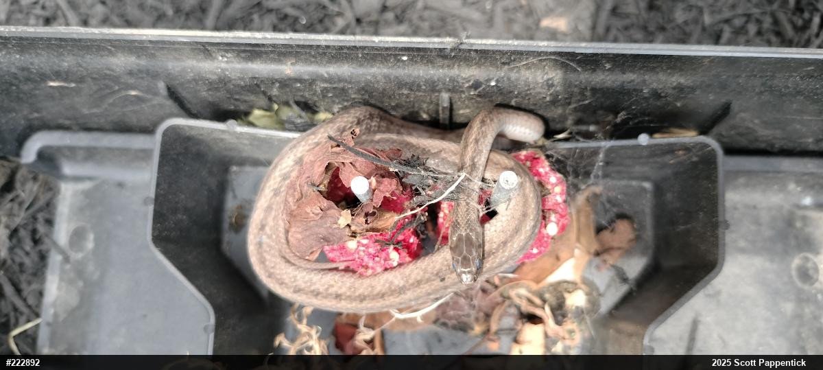 Dekay's Brownsnake