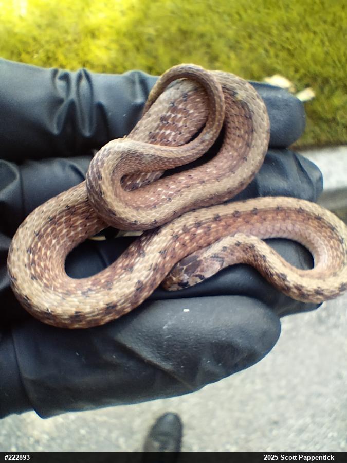 Dekay's Brownsnake
