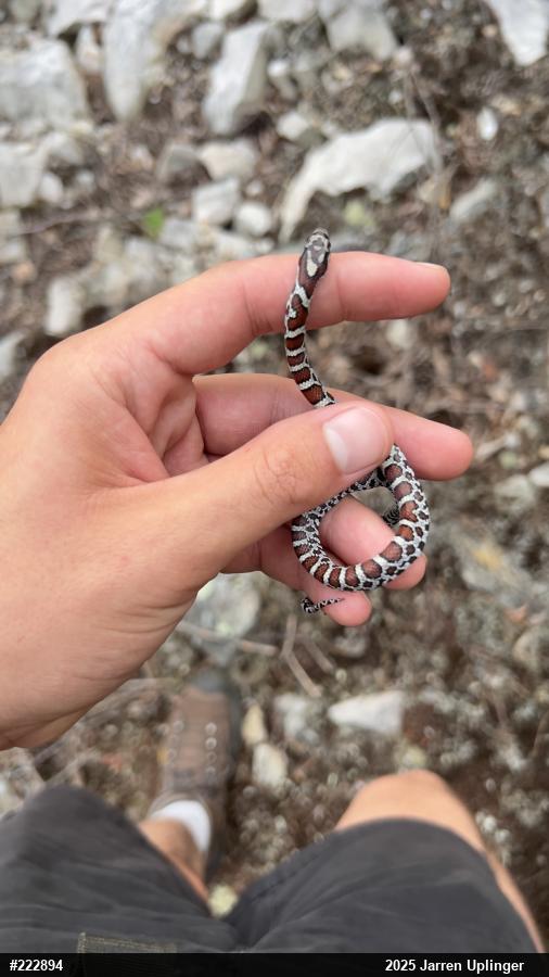Eastern Milksnake