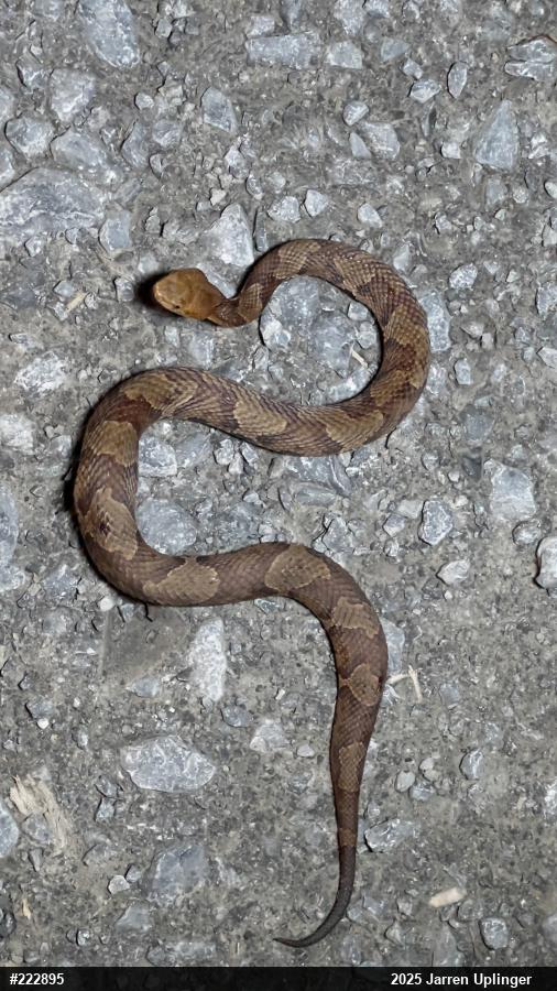 Northern Copperhead