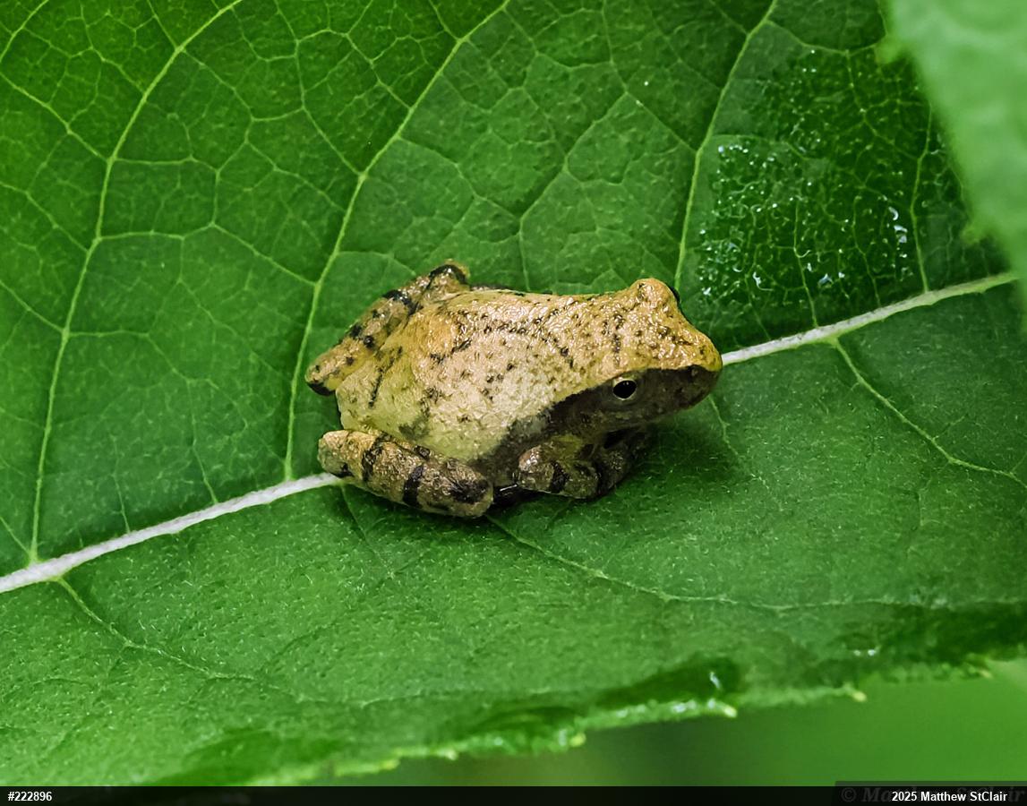 Spring Peeper