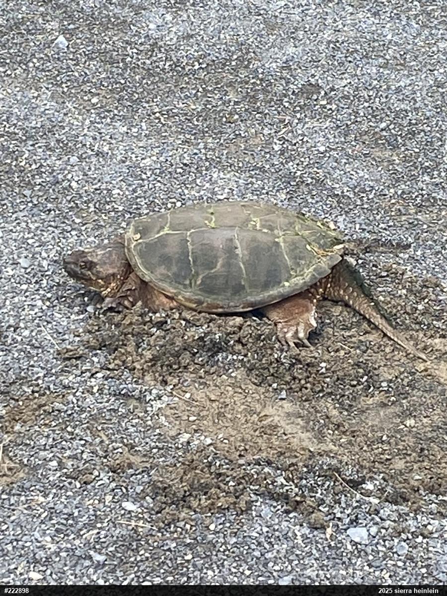 Snapping Turtle