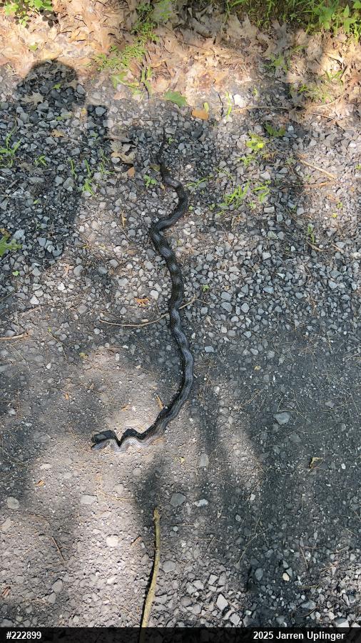 Eastern Ratsnake