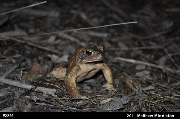 Eastern American Toad